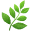 草药